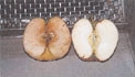 Apfel